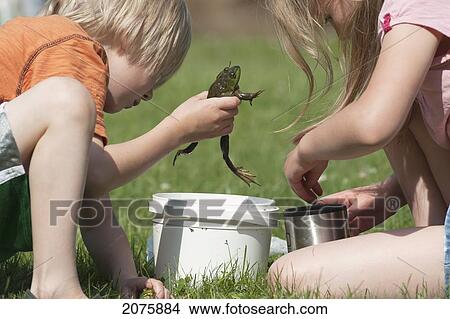 Young Children Playing With Frogs In A Bucket And Cup In Summer; Ontario Canada View Large Photo Image Picture - Young Children Playing With Frogs In A Bucket And Cup In Summer; Ontario Canada. Fotosearch