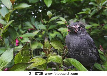Stock Photograph - Young Common Grackle; Les Cedres Quebec Canada. Fotosearch