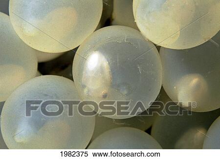 Stock Photography - young cuttlefish and embryo can be seen through transparent egg; Thailand, Two week old cuttlefish eggs (Sepia pharaonis). Fotosearch