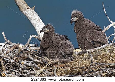 Stock Image - Young eagles in nest along the Yukon River; Whitehorse, Yukon, Canada. Fotosearch