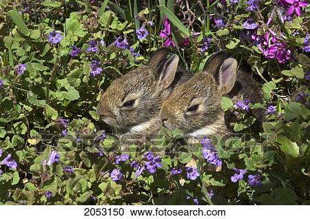 Young Eastern Cottontail Rabbits (Sylvilagus Floridanus), Niagara Falls, Ontario View Large Photo Image Stock Image - Young Eastern Cottontail Rabbits (Sylvilagus Floridanus), Niagara Falls, Ontario. Fotosearch