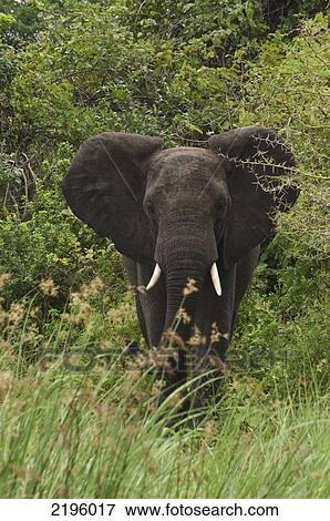 Stock Photo - Young Elephant In Liwonde National Park, Malawi.. Fotosearch