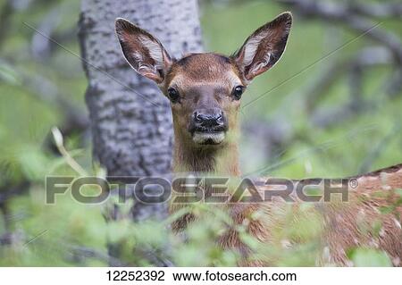Stock Image - Young elk (Cervus canadensis), Jasper National Park; Alberta, Canada. Fotosearch