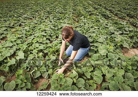 Young female farmer checking cucumbers at a cucumber farm, near Federalsburg; Maryland, United States of America View Large Photo Image Picture - Young female farmer checking cucumbers at a cucumber farm, near Federalsburg; Maryland, United States of America. Fotosearch