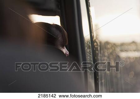 Stock Image - Young Female Western Tourist Looking Out Of A Tour Bus Window, Jordan, Middle East. Fotosearch