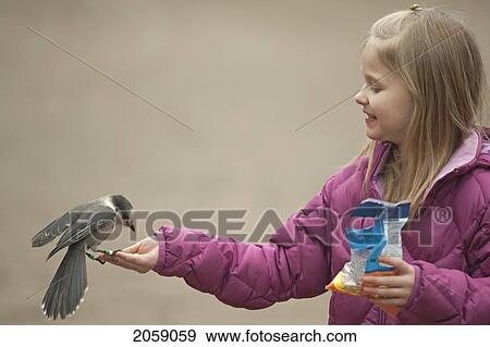 Stock Photo - Young Girl Feeding Gray Jay At Algonquin Provincial Park, Ontario. Fotosearch
