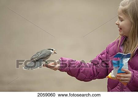 Young Girl Feeding Gray Jay Peanuts In A Light Rain, Algonquin Provincial Park, Ontario View Large Photo Image Stock Image - Young Girl Feeding Gray Jay Peanuts In A Light Rain, Algonquin Provincial Park, Ontario. Fotosearch