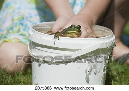 Young Girl Playing With A Frog In A Bucket Full Of Water; Ontario Canada View Large Photo Image Stock Photograph - Young Girl Playing With A Frog In A Bucket Full Of Water; Ontario Canada. Fotosearch