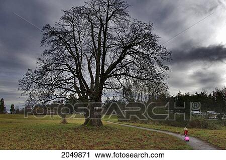 Young Girl Walking By A Big Oak Tree, Victoria, British Columbia View Large Photo Image Stock Image - Young Girl Walking By A Big Oak Tree, Victoria, British Columbia. Fotosearch