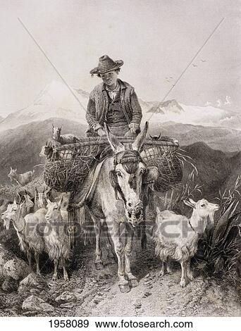Stock Photo - Young Granada Goatherder Riding A Donkey Amongst His Herd. From A Late 19Th Century Illustration After A Work By Richard Ansdell. From El Mundo Ilustrado, Published Barcelona, Circa 1880.. Fotosearch