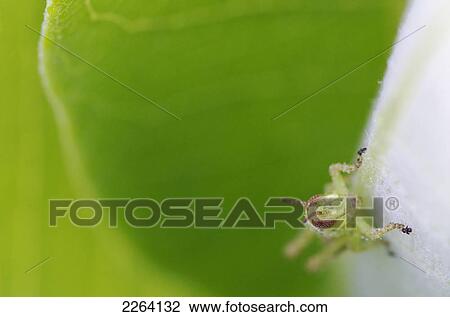 Young Grasshopper; Les Cedres Quebec Canada View Large Photo Image Stock Image - Young Grasshopper; Les Cedres Quebec Canada. Fotosearch