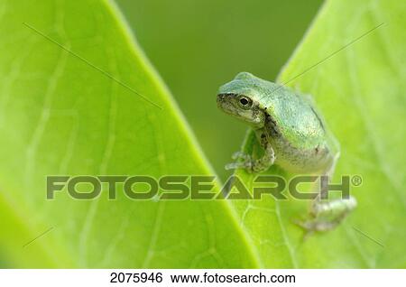 Young Gray Tree Frog (Hyla Versicolor)On Leaf; Les Cedres Quebec Canada View Large Photo Image Stock Photograph - Young Gray Tree Frog (Hyla Versicolor)On Leaf; Les Cedres Quebec Canada. Fotosearch