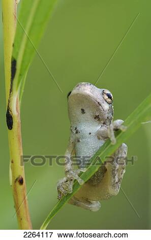 Stock Photo - Young Gray Tree Frog; Les Cedres Quebec Canada. Fotosearch