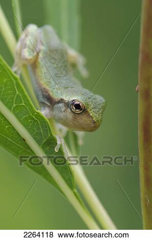 Stock Photo - Young Gray Tree Frog; Les Cedres Quebec Canada. Fotosearch