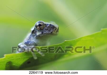 Stock Photo - Young Gray Tree Frog; Les Cedres Quebec Canada. Fotosearch
