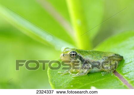 Stock Photo - Young gray tree frog on leaf; Les Cedres, Quebec, Canada. Fotosearch