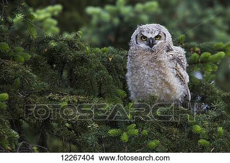 Young Great Horned Owl (Bubo virginianus) View Large Photo Image Picture - Young Great Horned Owl (Bubo virginianus). Fotosearch