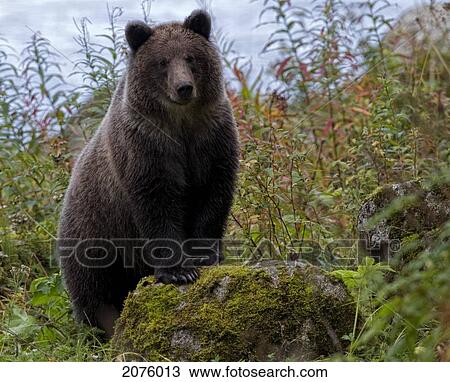 Young Grizzly Bear Cub Standing On A Rock; Haines Alaska Usa View Large Photo Image Stock Image - Young Grizzly Bear Cub Standing On A Rock; Haines Alaska Usa. Fotosearch