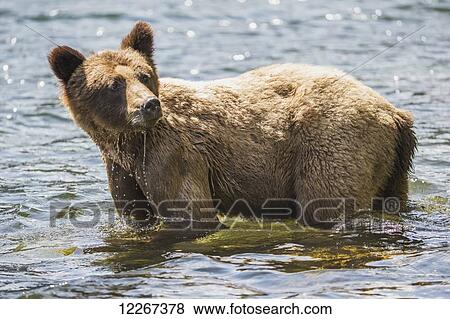 Stock Photo - Young grizzly bear (Urctus horribilus) in the water, Khutzymateen Bear Sanctuary; British Columbia, Canada. Fotosearch