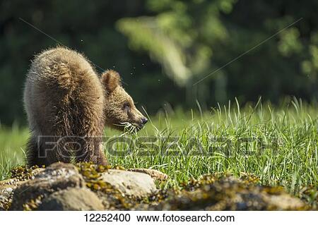 Stock Image - Young Grizzly Bear (Ursus Arctos Horribilis), Khutzymateen Sanctuary, near Prince Rupert; British Columbia, Canada. Fotosearch