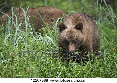 Stock Photo - Young Grizzly bear (Ursus Arctos Horribilis) eating sedge grass, Khutzymateen Bear Sanctuary, near Prince Rupert; British Columbia, Canada. Fotosearch
