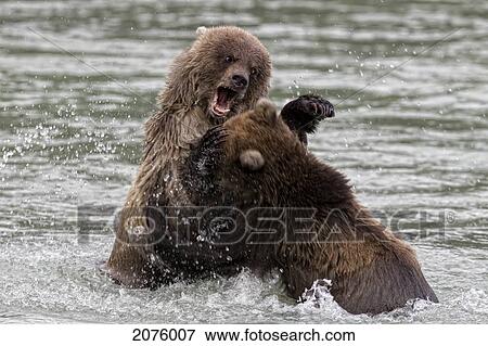 Young Grizzly Bears Play Fighting In The River View Large Photo Image Stock Photo - Young Grizzly Bears Play Fighting In The River. Fotosearch