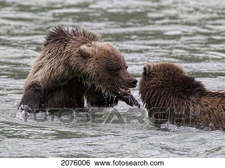 Young Grizzly Bears Play Fighting In The River View Large Photo Image Stock Photograph - Young Grizzly Bears Play Fighting In The River. Fotosearch