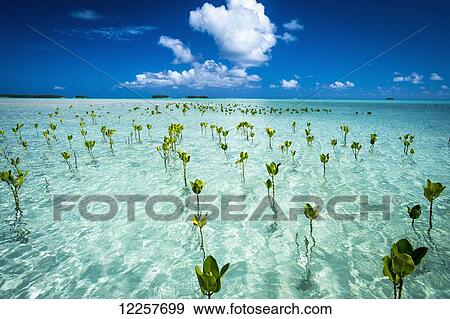 Young mangroves form part of the marine park, near the Tuvalu mainland; Tuvalu View Large Photo Image Stock Photo - Young mangroves form part of the marine park, near the Tuvalu mainland; Tuvalu. Fotosearch