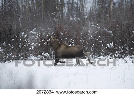 Young Moose In Snow Near Haines Junction, Yukon Territory, Canada View Large Photo Image Picture - Young Moose In Snow Near Haines Junction, Yukon Territory, Canada. Fotosearch