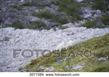 Young Mountain Goats Playing In The Cirque Of Unclimbables, Nahanni National Park, Northwest Territories View Large Photo Image Picture - Young Mountain Goats Playing In The Cirque Of Unclimbables, Nahanni National Park, Northwest Territories. Fotosearch