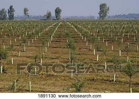 Young Olive Orchard View Large Photo Image Stock Image - Young Olive Orchard. Fotosearch