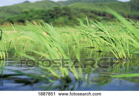 Young Rice Shoots In Paddy Field, Low Angle View View Large Photo Image Stock Image - Young Rice Shoots In Paddy Field, Low Angle View. Fotosearch