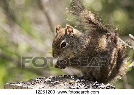Stock Image - Young squirrel on wooden post eating sunflower seeds; Calgary, Alberta, Canada. Fotosearch