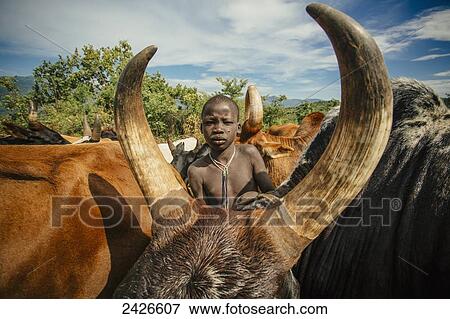 Stock Photo - Young Suri (Surma) tribe cattle herder amongst his cattle, Omo region, Southwest Ethiopia; Kibish, Ethiopia. Fotosearch