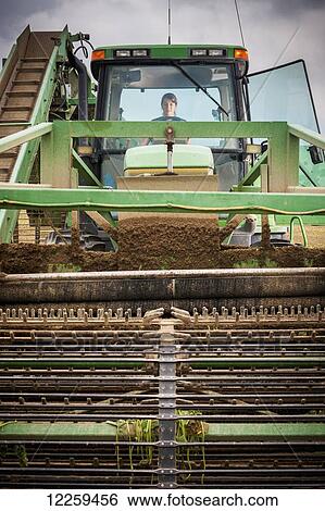 Stock Photograph - Young woman driving a large cucumber harvester at a cucumber farm, near Federalsburg; Maryland, United States of America. Fotosearch