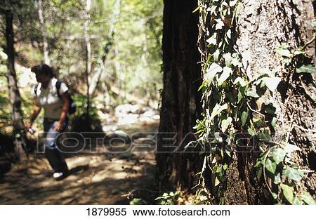 Stock Photography - Young Woman Hiking Through Woods In Troodos Mountains In Cyprus. Fotosearch