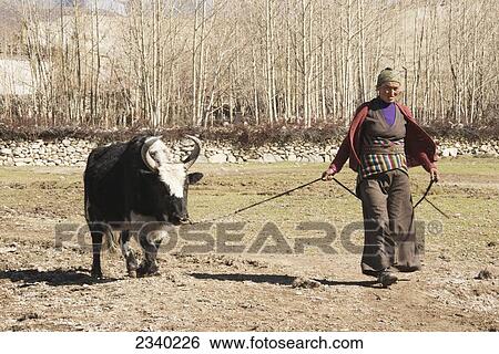 Young Woman In Traditional Clothing Leading Yak; Geling, Upper Mustang Valley, Nepal View Large Photo Image Stock Photograph - Young Woman In Traditional Clothing Leading Yak; Geling, Upper Mustang Valley, Nepal. Fotosearch
