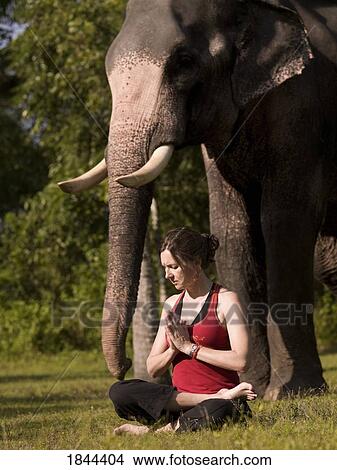 Picture - Young Woman Practicing Yoga, Elephant In Background; Kerala, India. Fotosearch