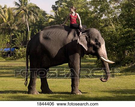 Stock Photograph - Young Woman Practicing Yoga On Elephant's Back; Kerala, India. Fotosearch