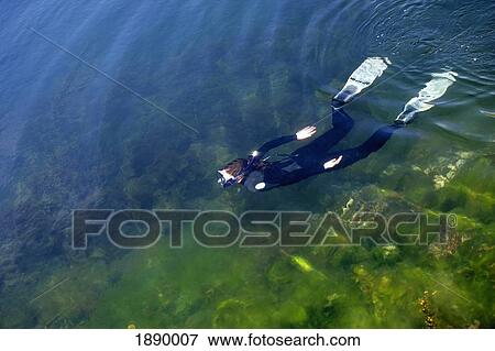 Stock Photo - Young Woman Snorkeling. Fotosearch
