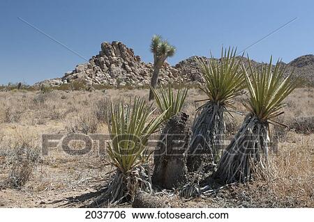 Young Yucca Trees On Desert Ground With Rounded Rock Formation In The Distance And Blue Sky; Palm Springs California United States Of America View Large Photo Image Stock Photograph - Young Yucca Trees On Desert Ground With Rounded Rock Formation In The Distance And Blue Sky; Palm Springs California United States Of America. Fotosearch