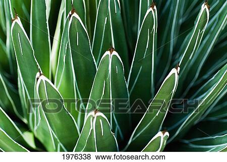 Stock Photo - Yucca Plant (Yucca Filamentosa), Close-Up Of Patterns In Leaves.. Fotosearch