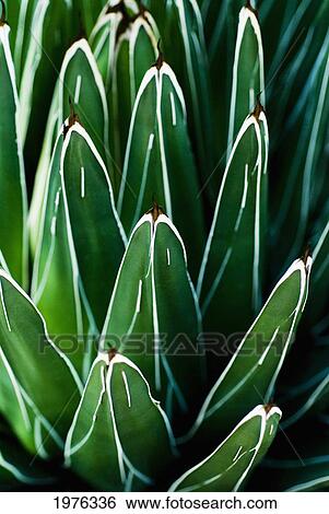 Yucca Plant (Yucca Filamentosa), Close-Up Of Patterns In Leaves. View Large Photo Image Stock Photograph - Yucca Plant (Yucca Filamentosa), Close-Up Of Patterns In Leaves.. Fotosearch