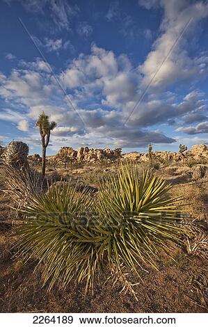Stock Photo - Yucca plants and joshua trees dot the landscape in joshua tree national park; california usa. Fotosearch