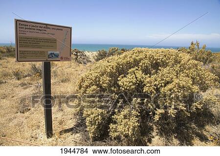 Picture - Zampa or Devil's herb, Peninsula Valdes, Chubut, Argentina. Fotosearch