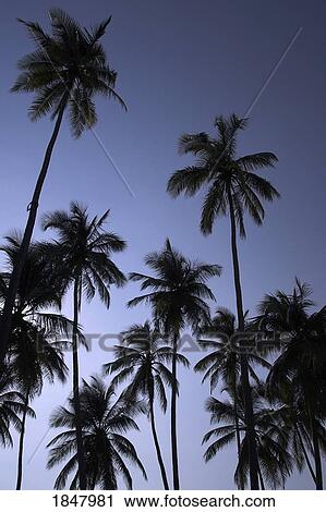 Stock Image - Zanzibar, Tanzania; Palm Trees Against Blue Sky. Fotosearch