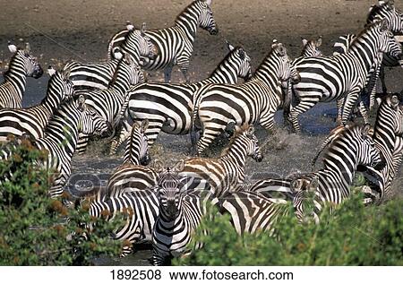 Zebra At Waterhole View Large Photo Image Stock Photo - Zebra At Waterhole. Fotosearch