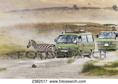 Stock Photo - Zebra crosses the road in the Ngorongoro Crater; Tanzania. Fotosearch