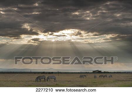 Stock Image - Zebra feeding on grassland in front of dramatic clouds at dusk, Ol Pejeta Conservancy; Kenya. Fotosearch