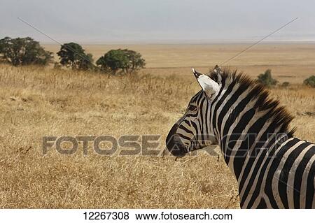 Stock Photo - Zebra, Ngorongoro Crater; Arusha, Tanzania. Fotosearch